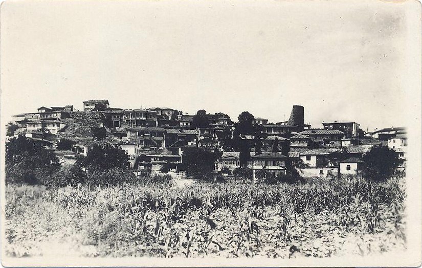 алустон вид