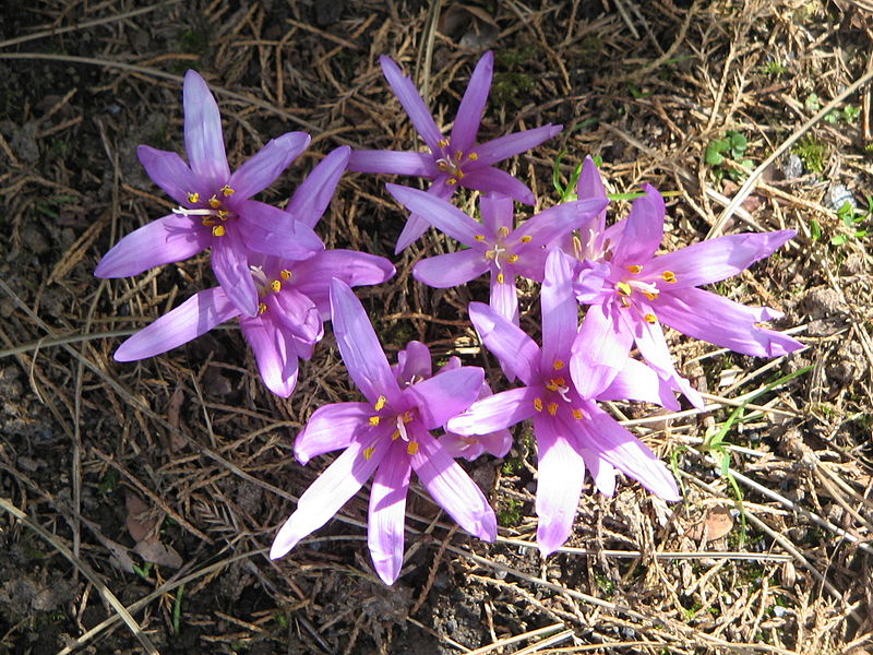 800px-Colchicum_bulbocodium5