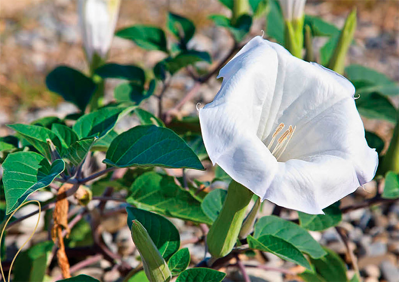 безвременник