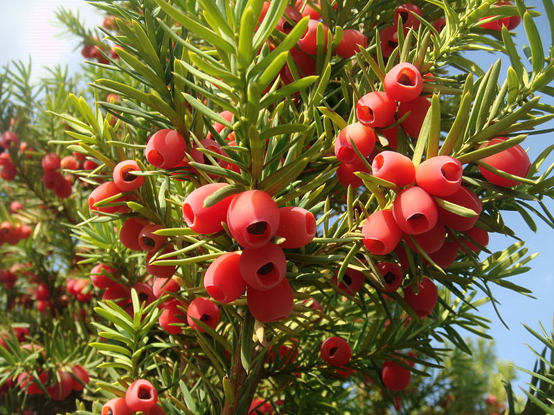 Тис_ягодный_(Taxus_baccata)