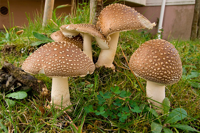 Мухомор-пантерный