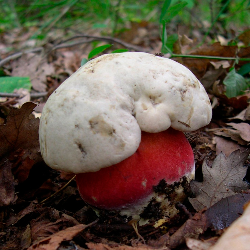 сатанинский-гриб