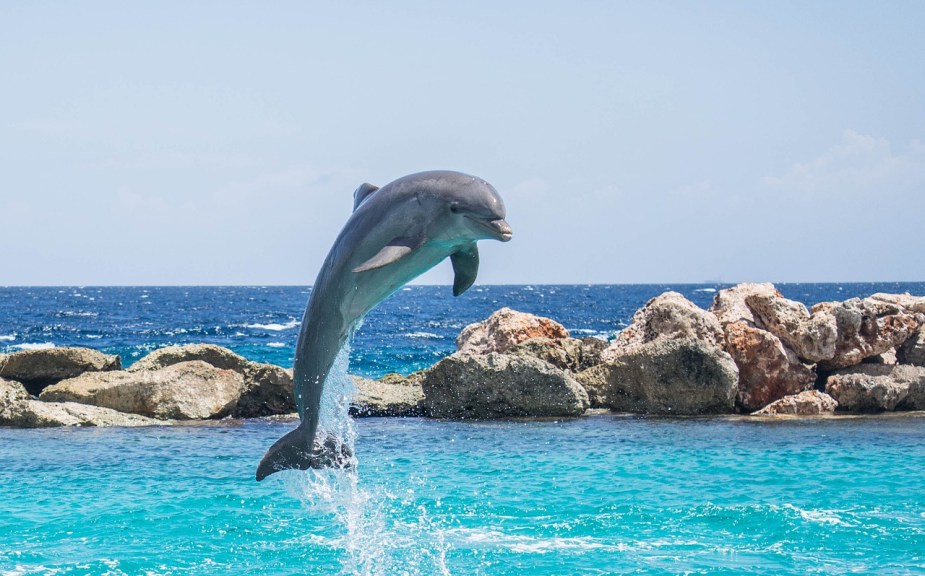dolphin-906176_1280