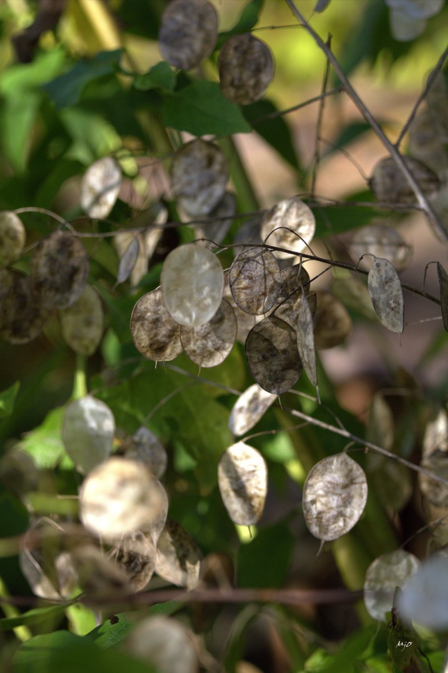 lunaria_biennis_by_amiejo-d8aaywy