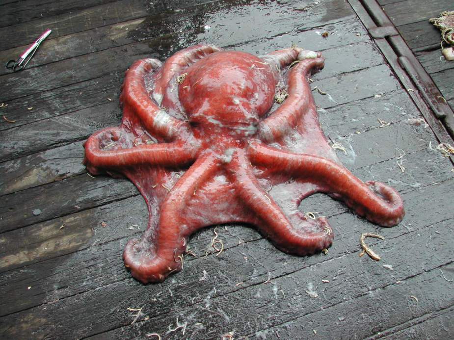 новый вид гигантского осьминога Антарктики