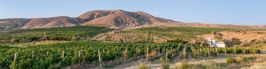 Виноградники Солнечной долины