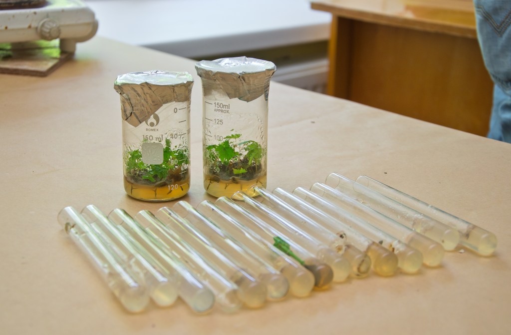 Институт винограда и вина «Магарач»