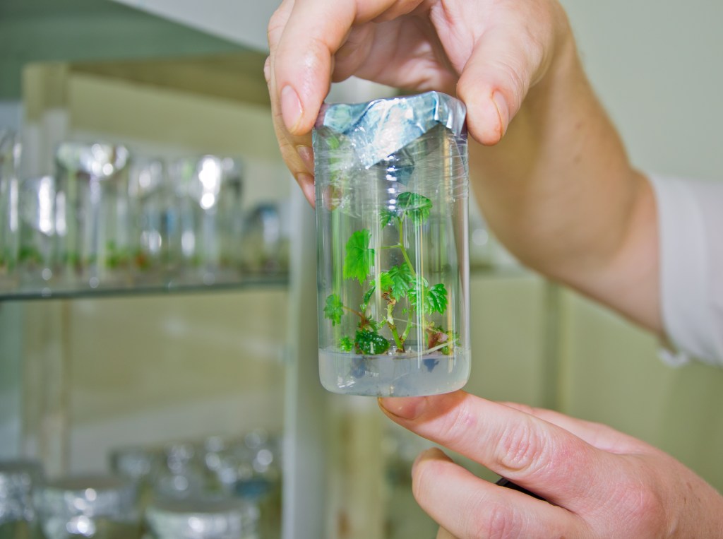 Росток растет в пробирке