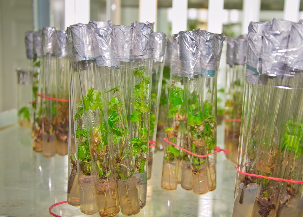 Новые усовершенствованные сорта винограда